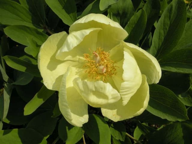 Mlokosewitch's peony