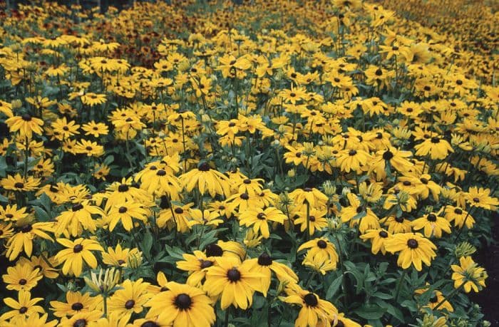 black-eyed Susan 'Indian Summer'