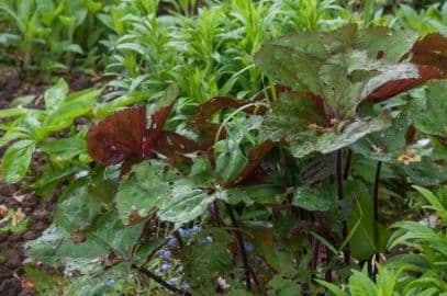 leopard plant