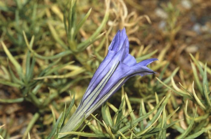 gentian 'Inverleith'