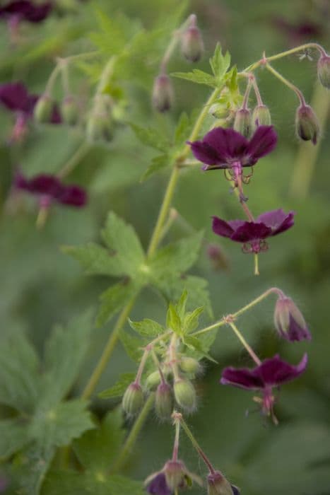 dusky cranesbill