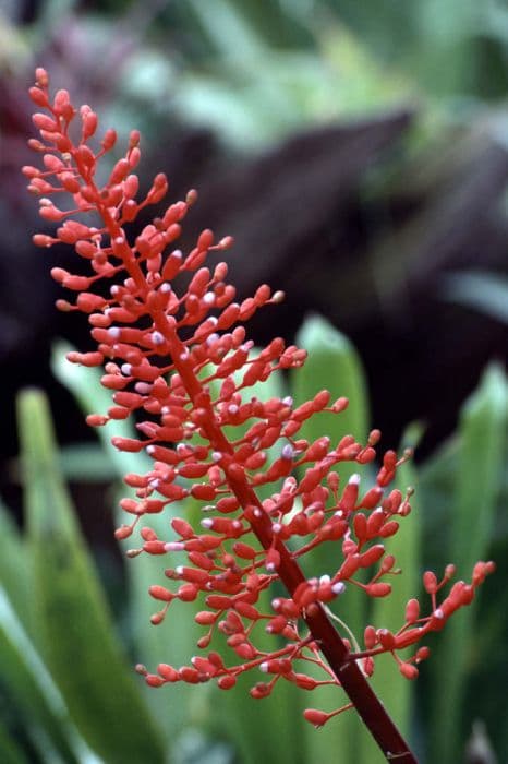 tongue-shaped guzmania