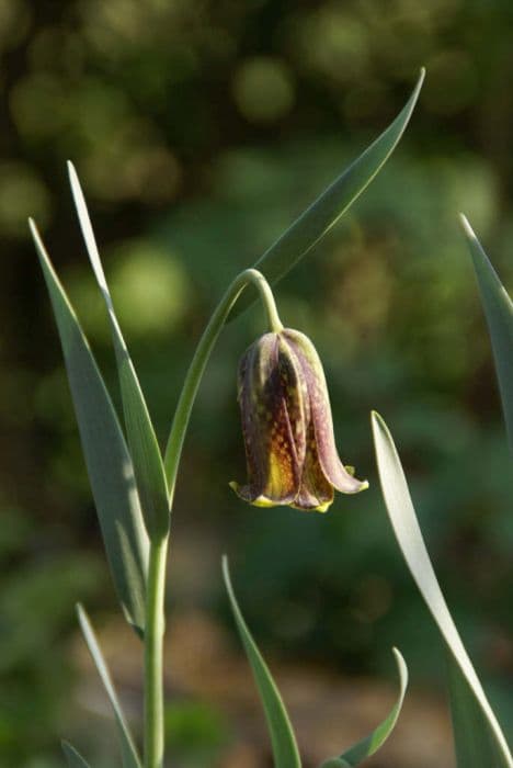 Pyrenean fritillary