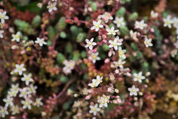 short-leaved stonecrop