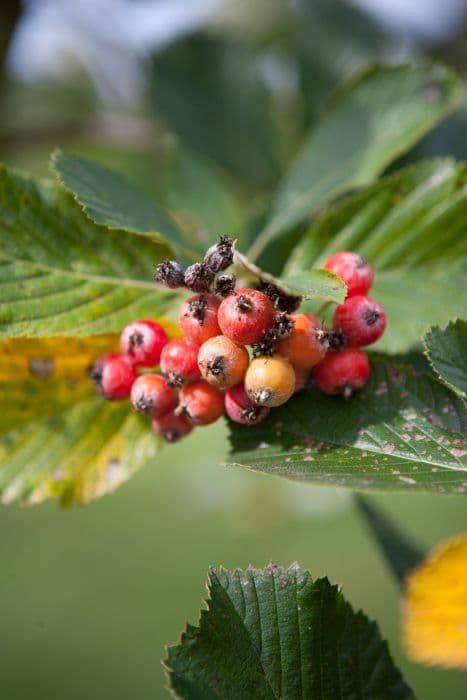 Lancastrian mountain ash