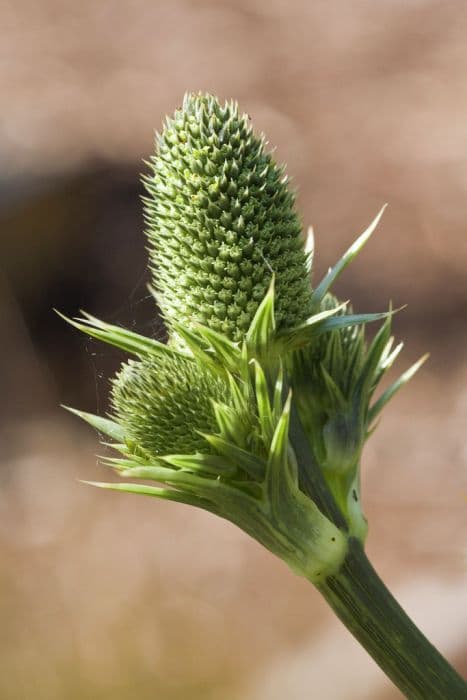 agave-leaved sea holly