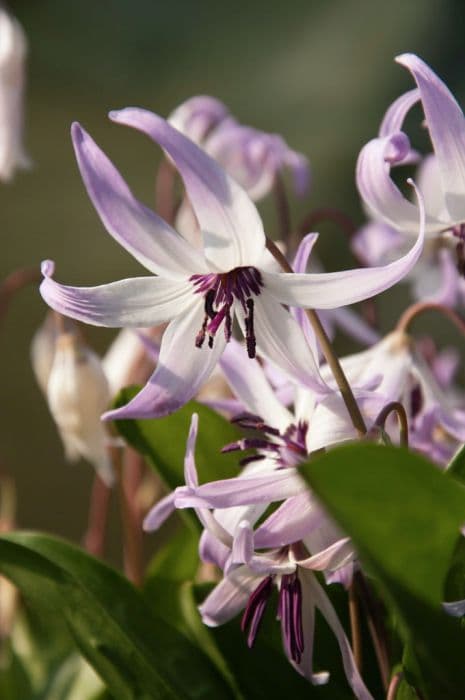 Henderson's fawn lily