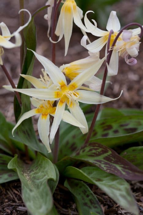 Oregon fawn lily