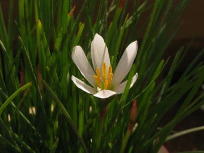 Peruvian swamp lily