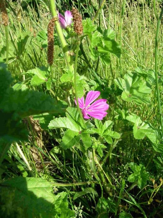 common mallow