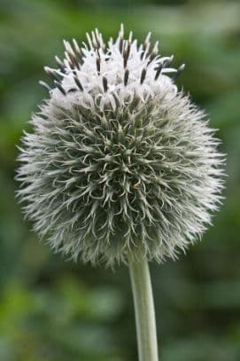 great globe thistle