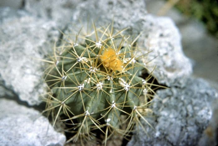 glaucous barrel cactus