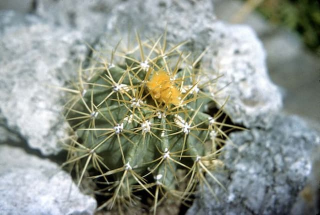 Glaucous barrel cactus