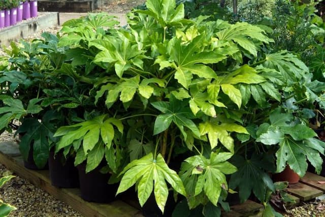 Japanese aralia