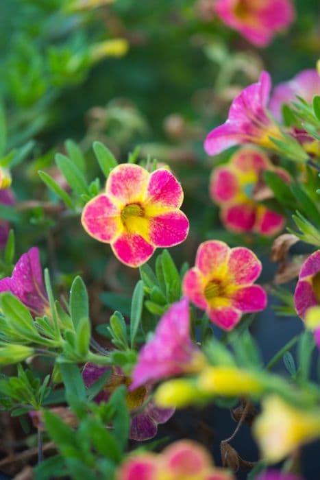 calibrachoa [Chameleon Sunshine Berry]