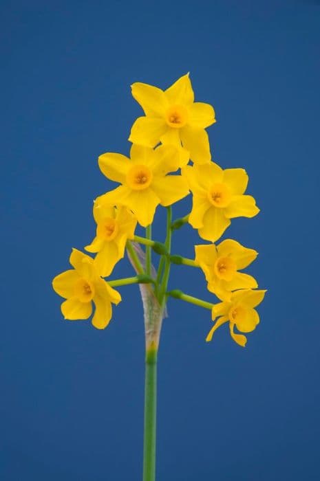 jonquil 'Baby Boomer'