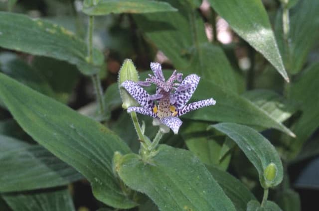 Japanese toad lily