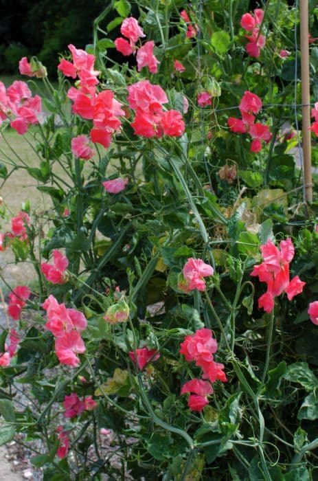 sweet pea 'William Willson'