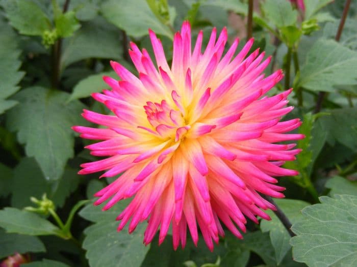 dahlia 'Weston Stardust'