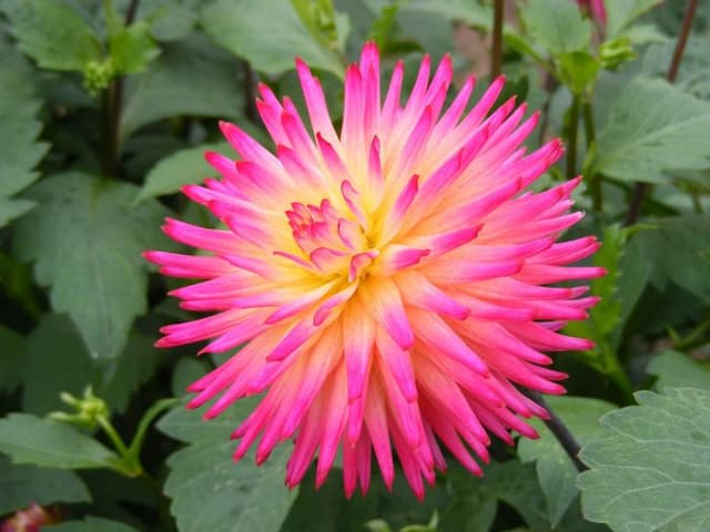 Dahlia 'Weston Stardust'