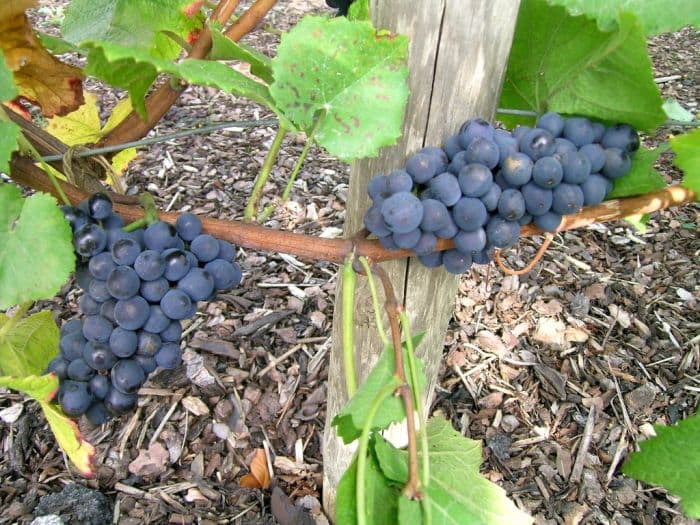 grape 'Pinot Noir'