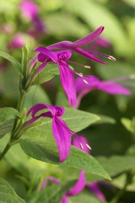 Purple rice plant