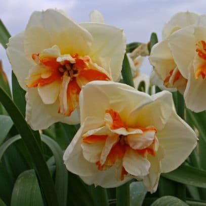 daffodil 'Broadway Star'