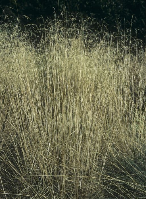 Tufted hair grass 'Goldschleier'