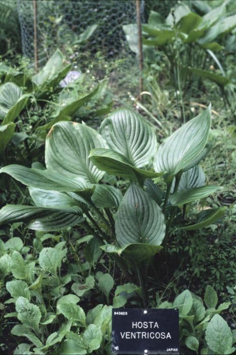 blue plantain lily