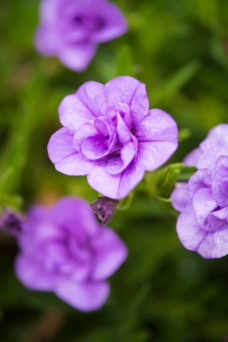 calibrachoa [MiniFamous Double Light Blue]