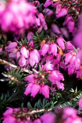 heather 'Eileen Porter'