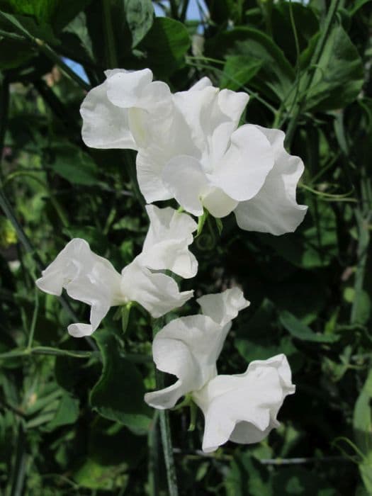 sweet pea 'Brook Hall'