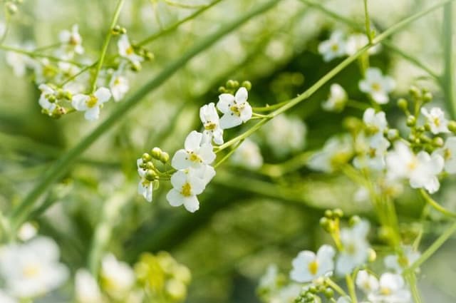 Flowering sea kale