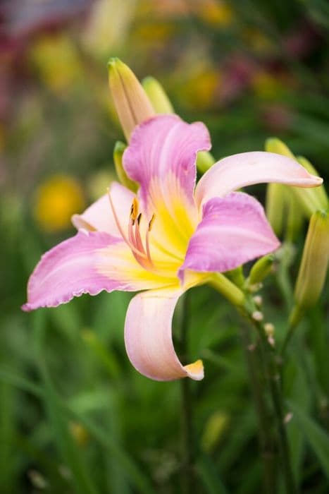 daylily 'Calligraphy'