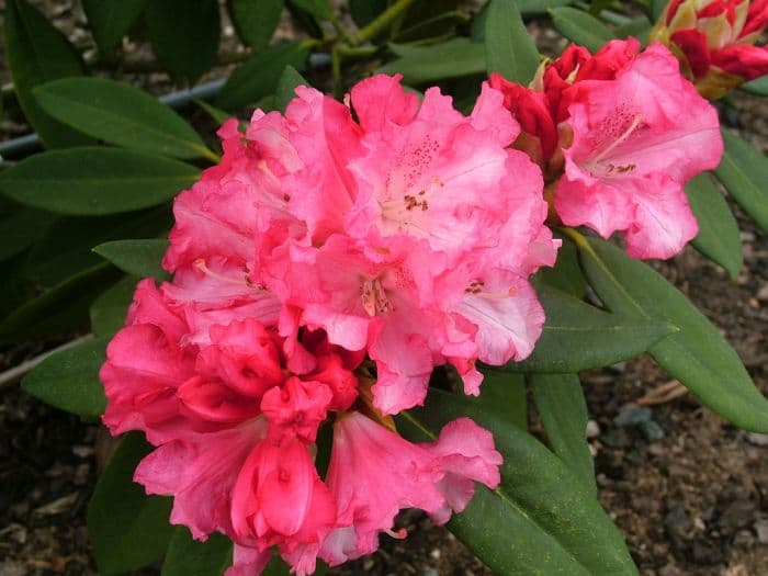 rhododendron 'Solidarity'