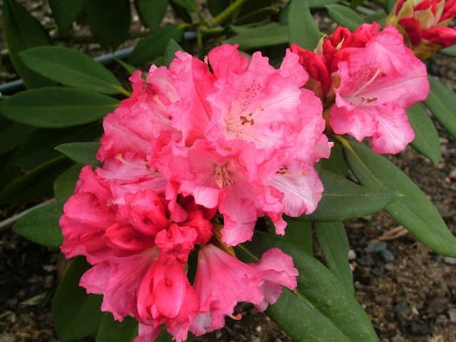 Rhododendron 'Solidarity'