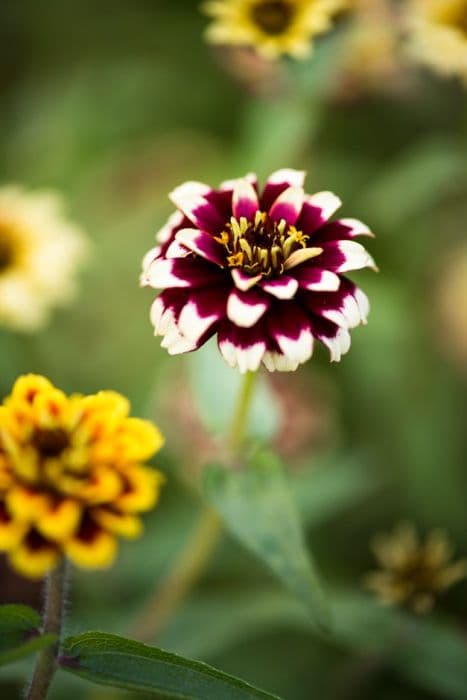 zinnia [Jazzy Mixed]