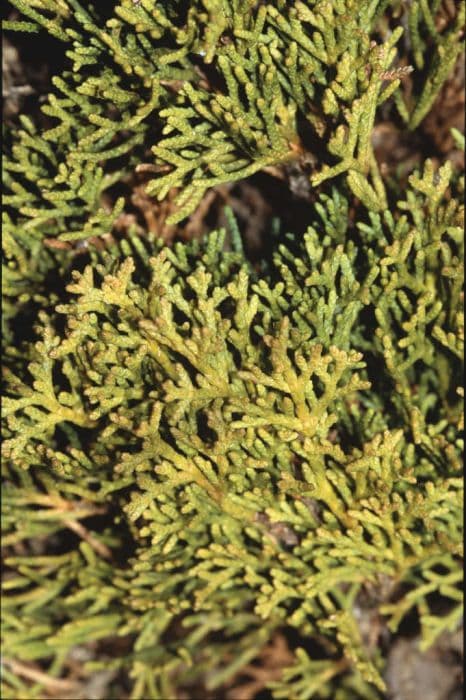 Italian cypress 'Totem Pole'