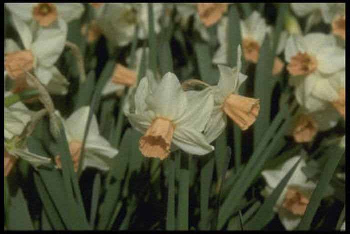 daffodil 'Reggae'