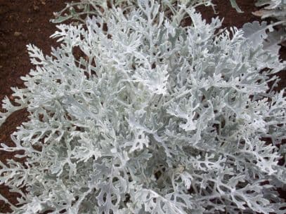 Silver ragwort 'Silver Dust'