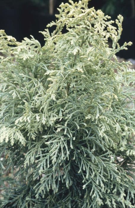 Lawson's cypress 'Summer Snow'