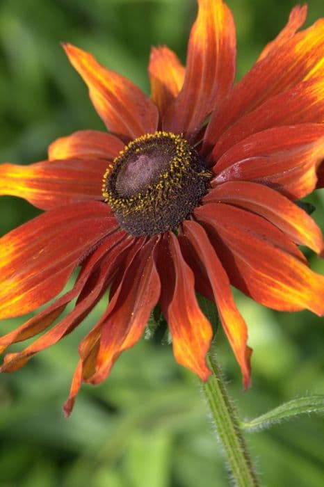 black-eyed Susan 'Cappuccino'