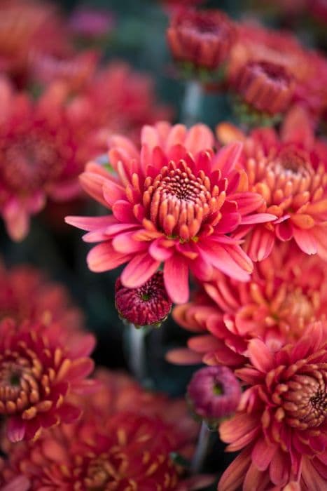 Chrysanthemum 'Mezzo Bronze Red'