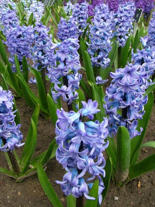 hyacinth 'Delft Blue'