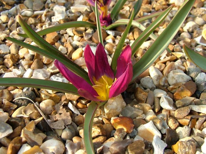 tulip 'Odalisque'