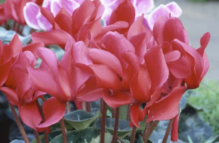 cyclamen 'Sierra Scarlet'