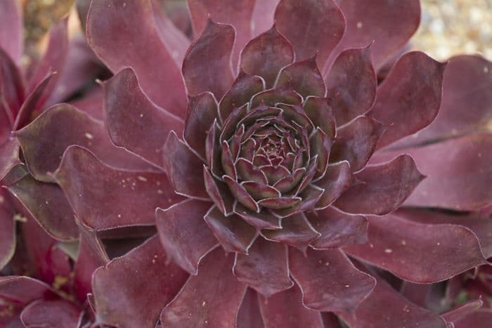 houseleek 'Othello'