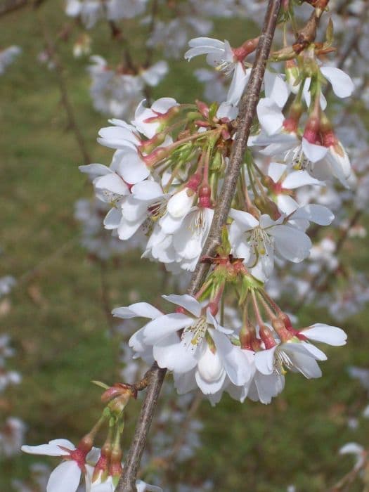 Yoshino cherry 'ivensii'