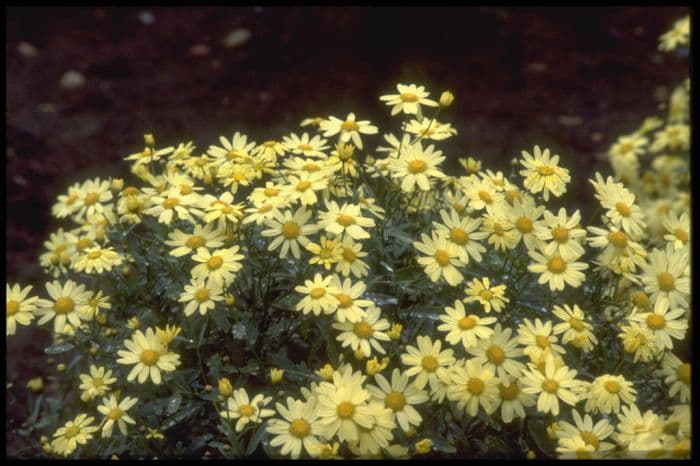 Madeira marguerite