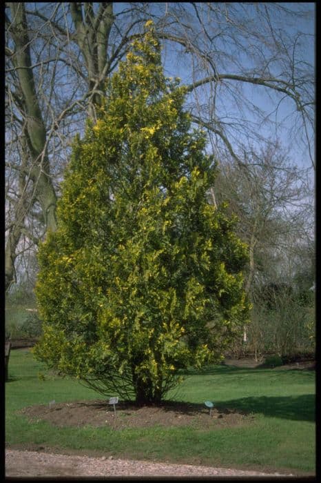 western red cedar 'Stoneham Gold'